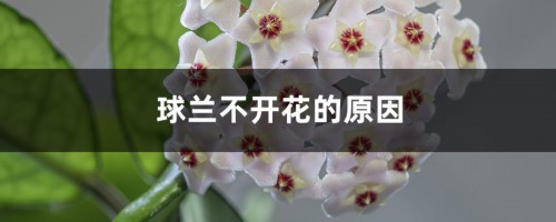 球兰不开花的原因