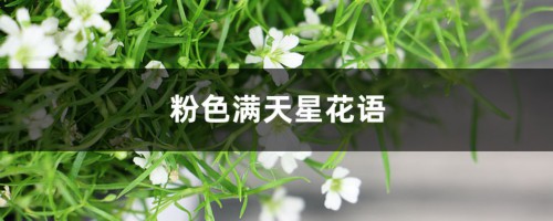 粉色满天星花语和寓意，适合送什么人