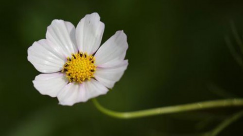 茼蒿花和格桑花的区别