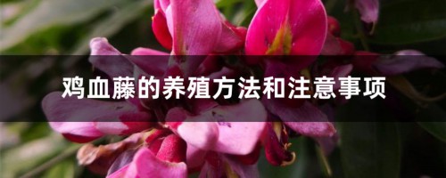 鸡血藤的养殖方法和注意事项